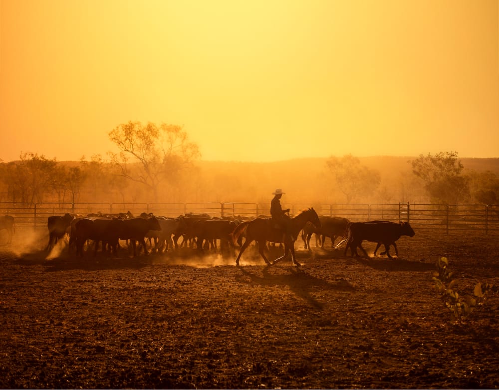 Horses on farmland